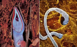 Зарождение жизни: 1-4 неделя беременности